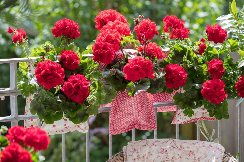 Пеларгония смесь Колорама