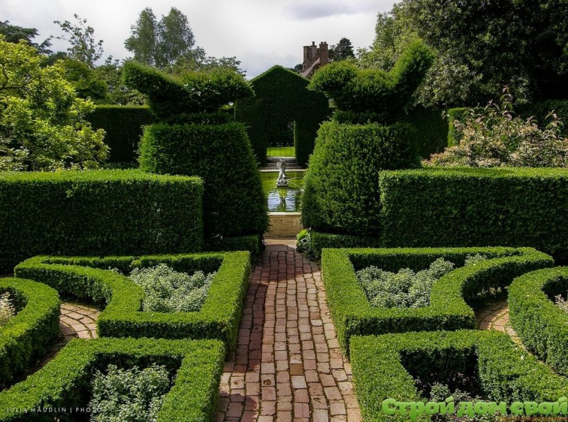 Живая изгородь кизильник парк