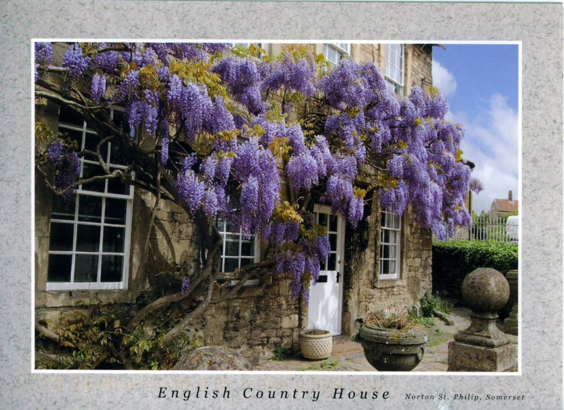 Глициния в Англии