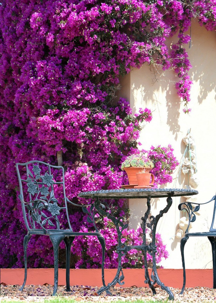 Сад с сиреневыми цветами