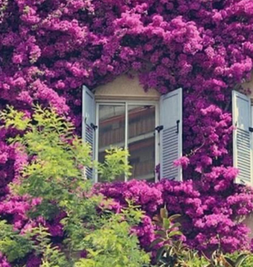 Сад в сиреневых тонах дом