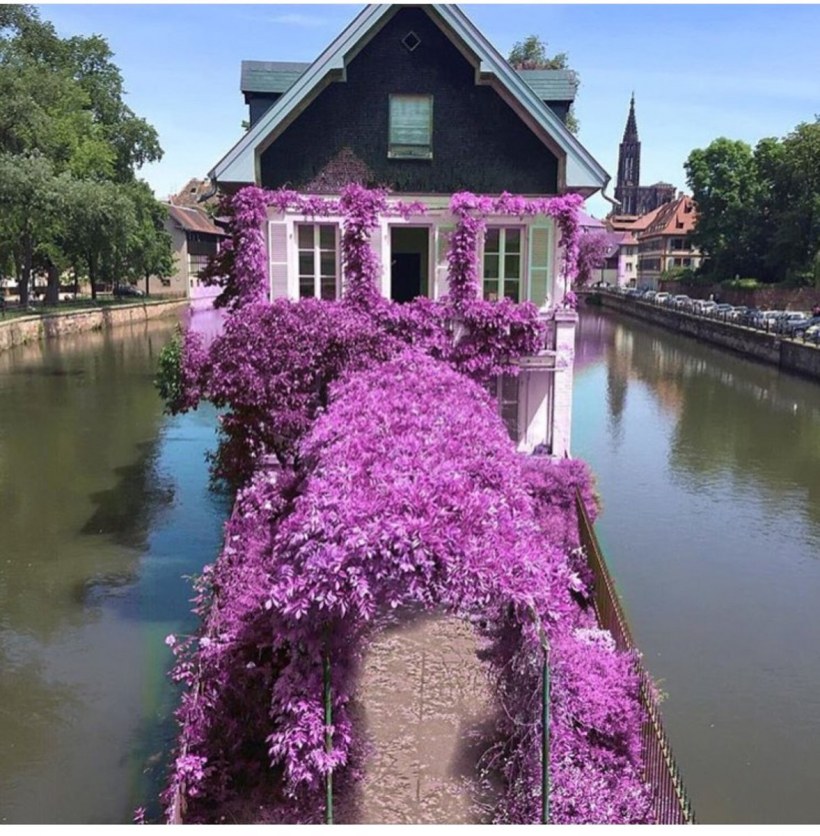 Фиалковый дом