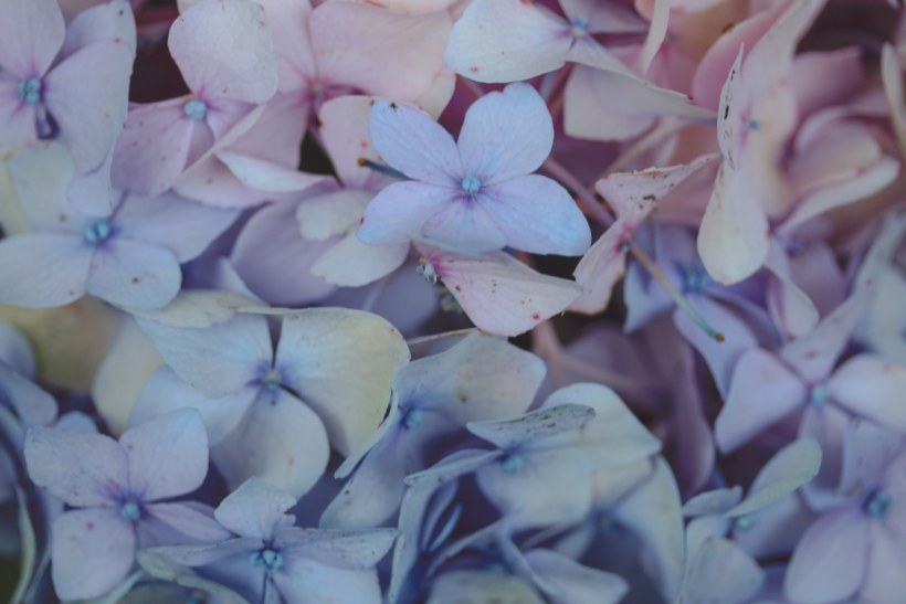 Счетлогошубая Эстетика