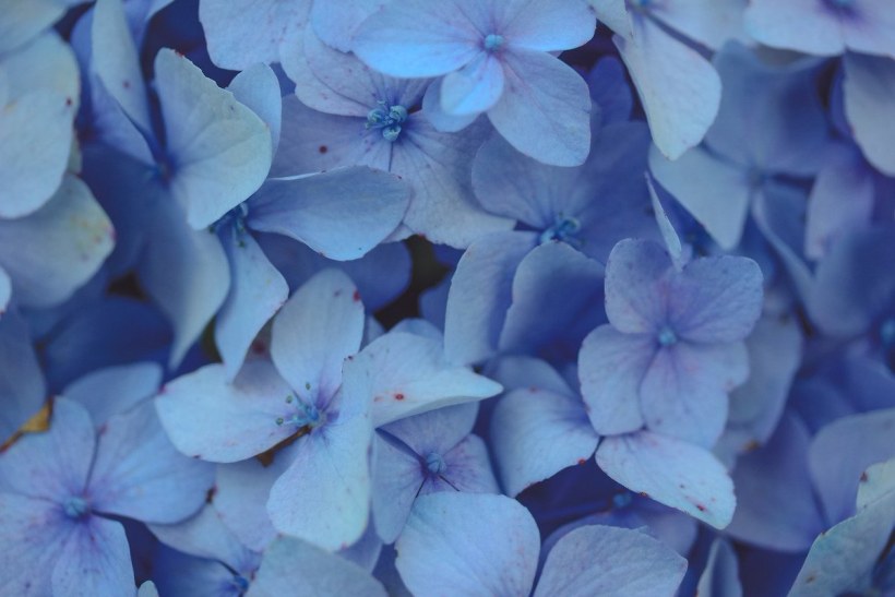 Эстетика светло розового и голубого