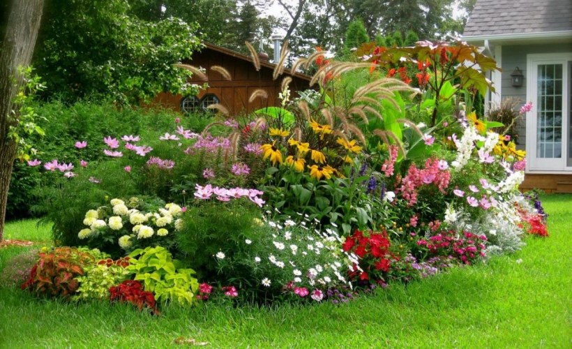 Космея в миксбордере