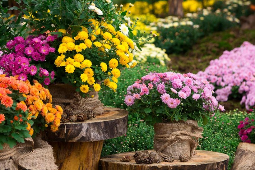 Хризантемы кустовые в саду