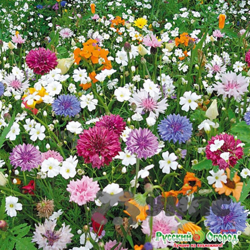 Мавританский газон Альпийский луг