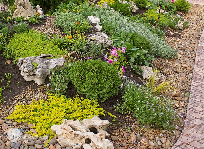 Вербейник монетчатый в ландшафтном