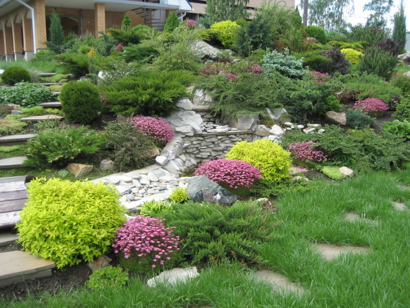 Дендроплан рокария