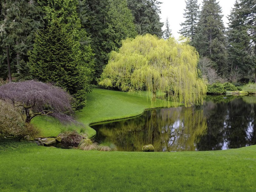 Ива плакучая у пруда в саду