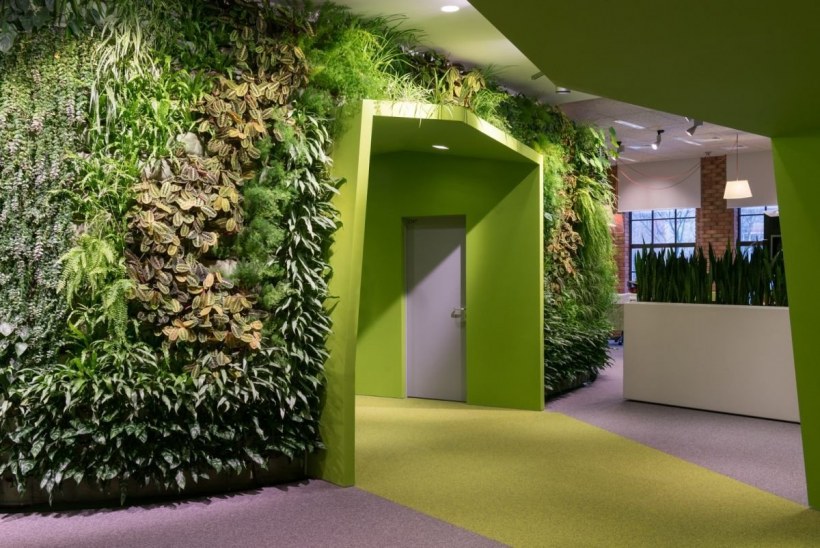 Фитостена Моховая