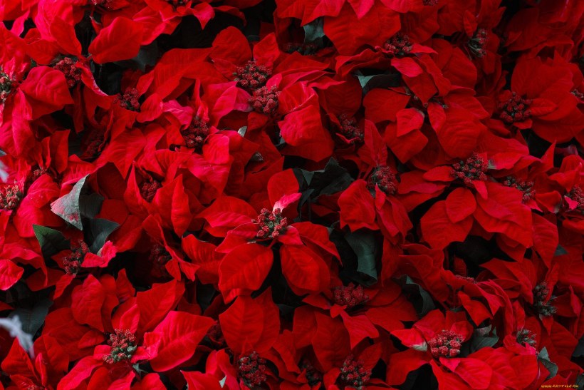 Эстетика красного цвета