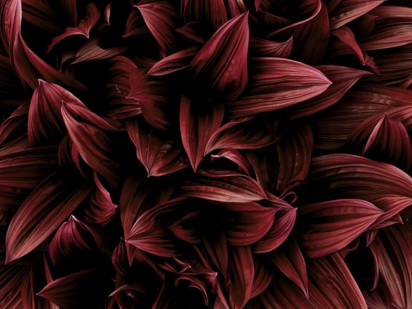 Красно-коричневые цветы