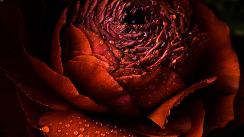 Черная роза с росой