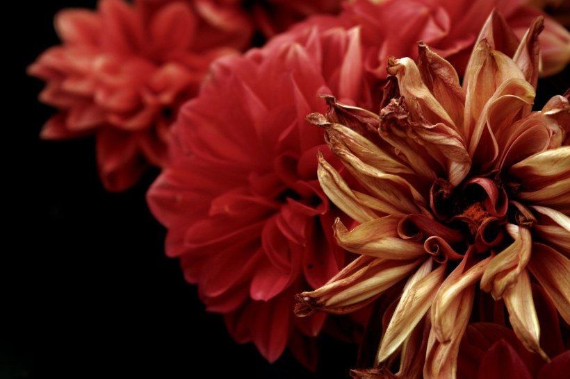 Цветы на коричневом фоне