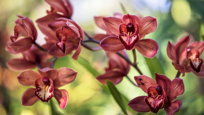 Фаленопсис бурый