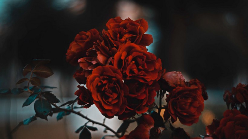 Красные розы Эстетика