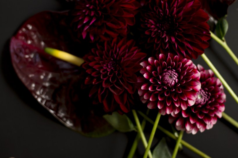 Бургунди цветы