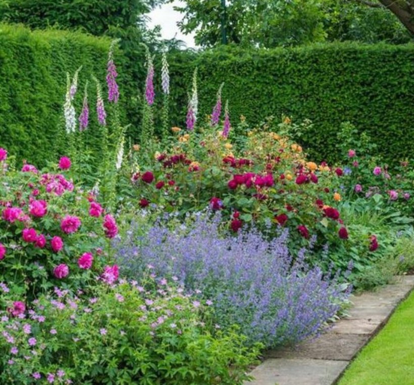 Розы Остина в миксбордере