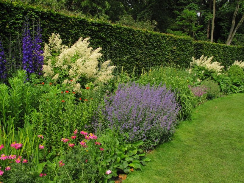 Котовник в миксбордере