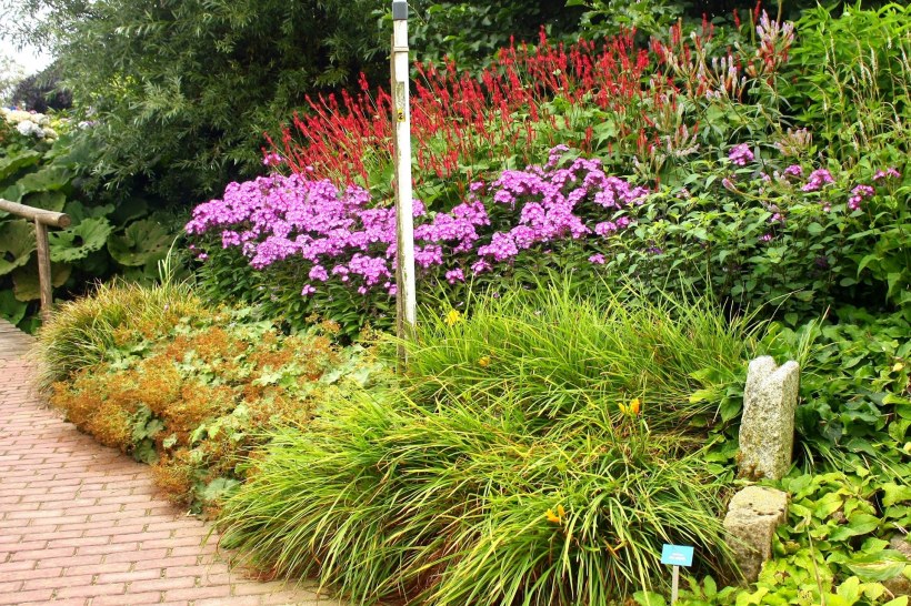 Кизильник в миксбордере