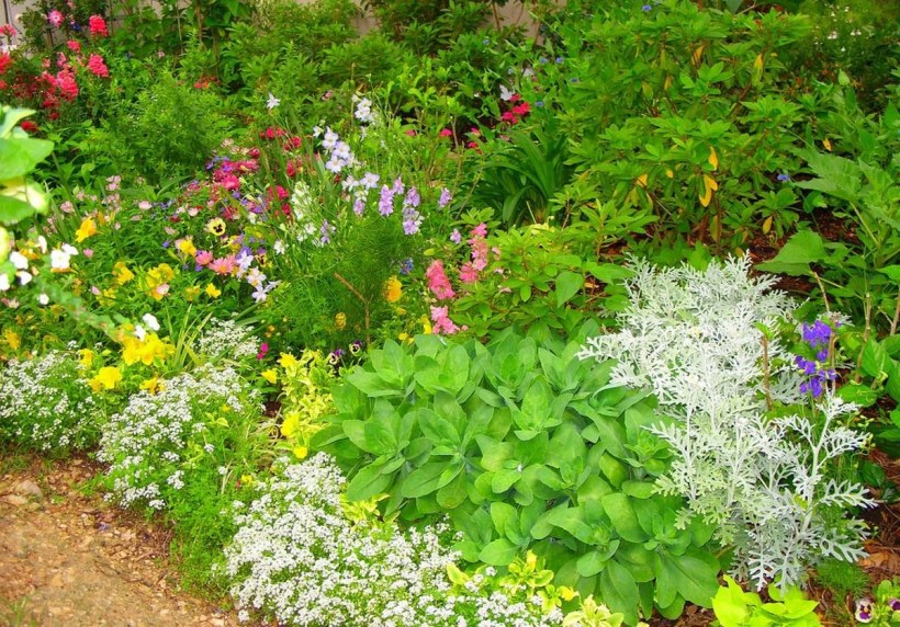 Алиссум в миксбордере