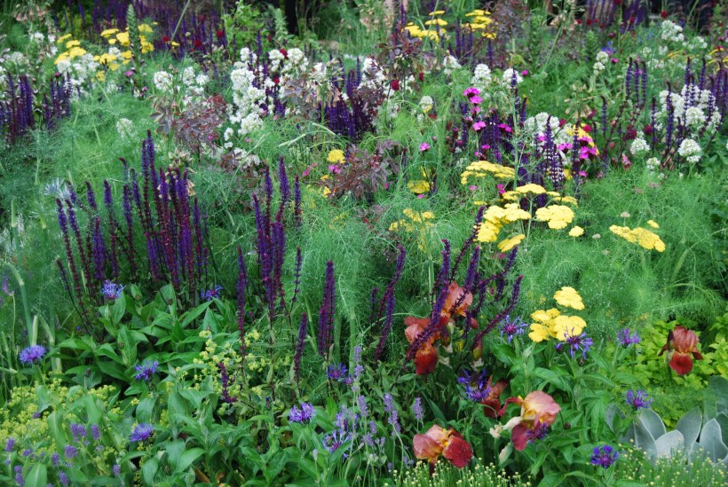 Миксбордер ежевика