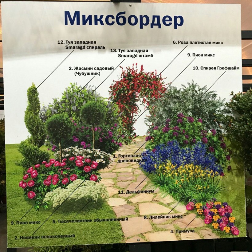 Миксбордер с плетистой розой