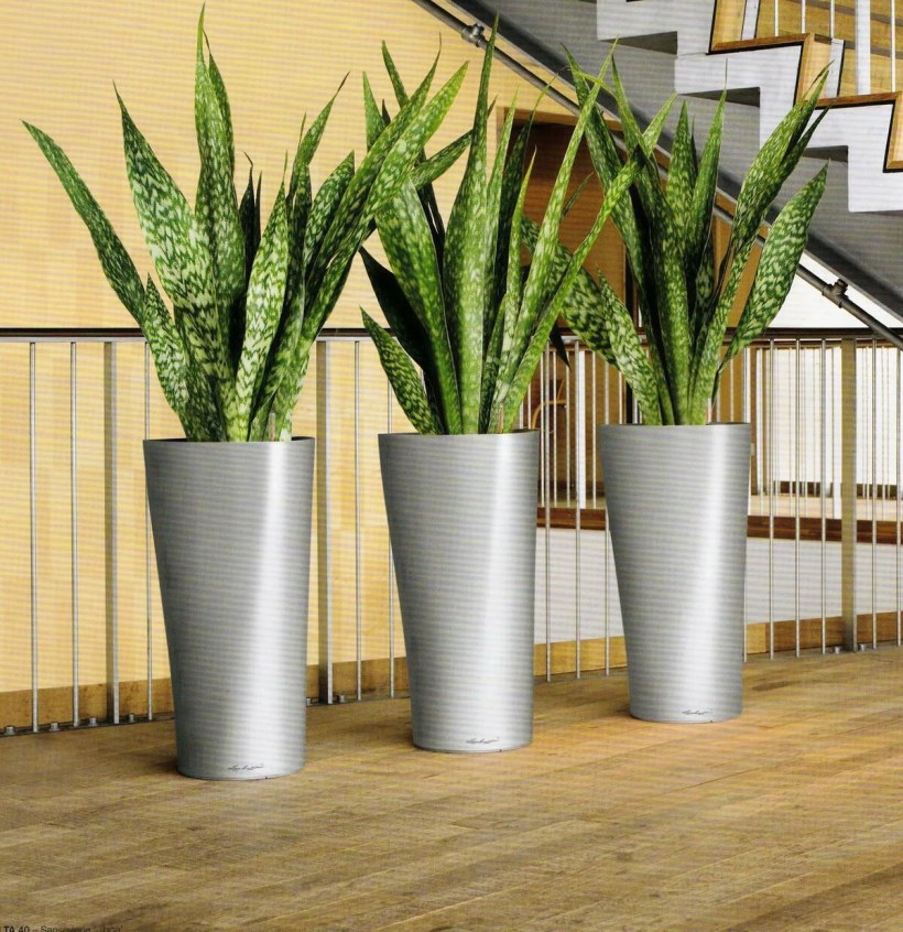 Сансевиерия фитодизайн