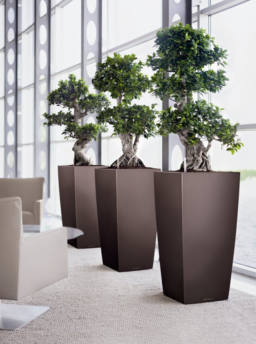 Lechuza cubico Premium