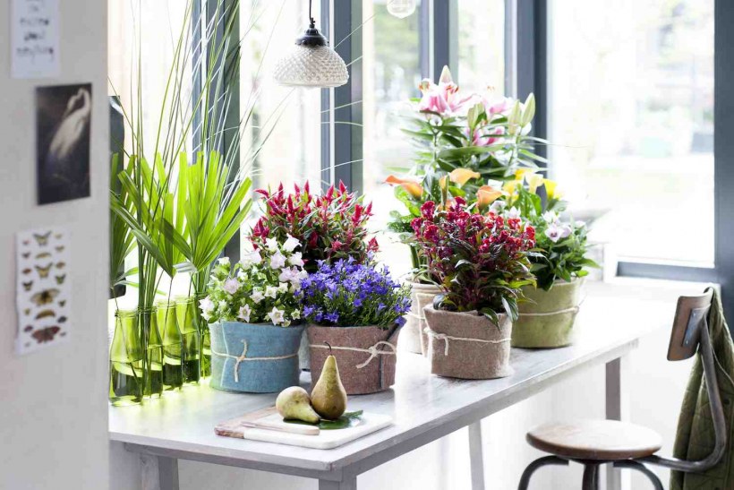 Сансевьера Ханни фитодизайн