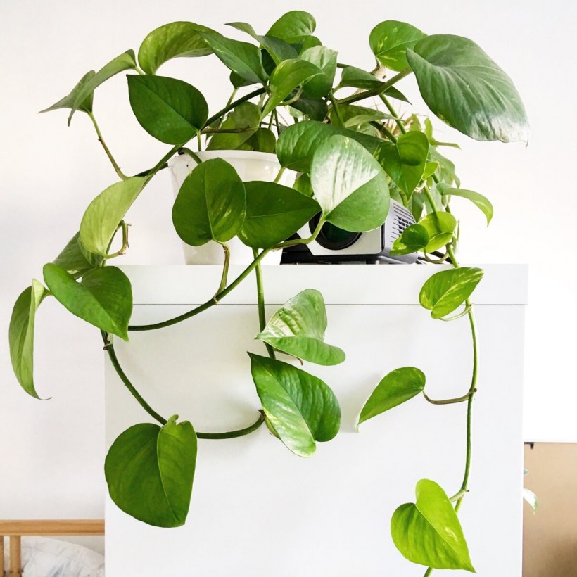 Какие растения можно