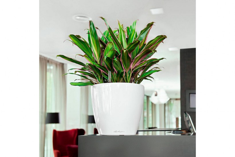 Кашпо Лечуза Classico