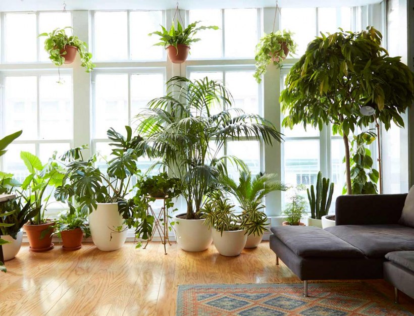 Домашнее растение