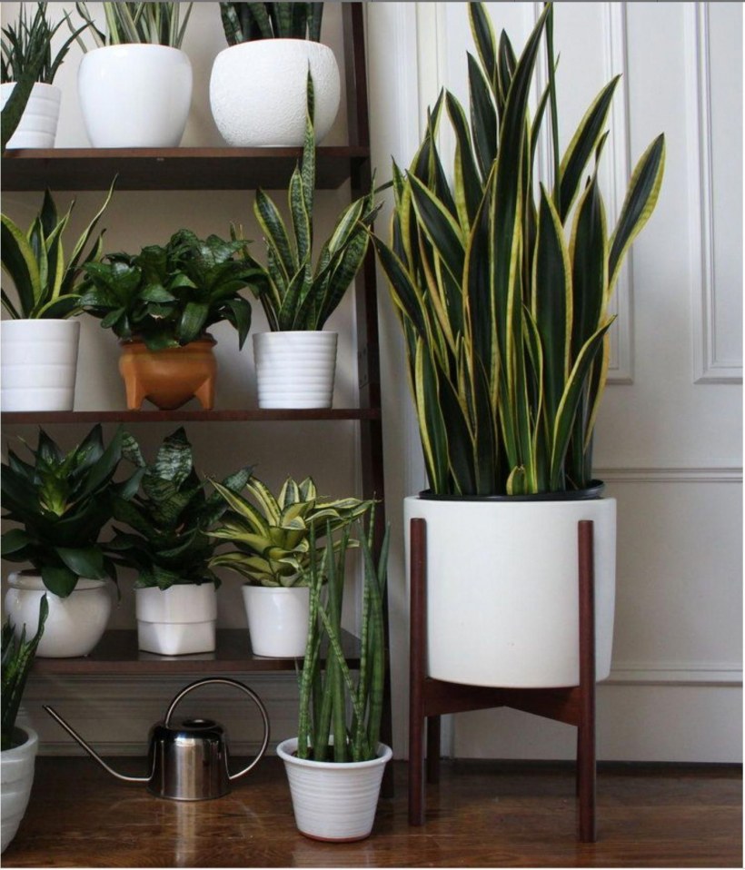 Сансевиерия, монстера