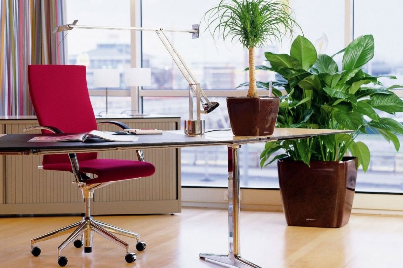 Растения для офиса