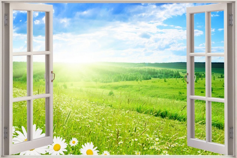 Деревья через окно