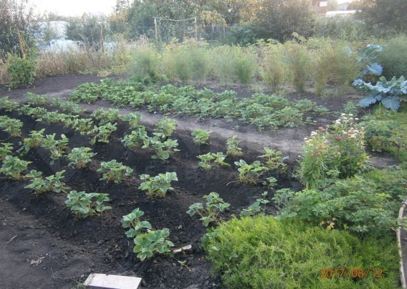 Зелёная даль 2 Тольятти