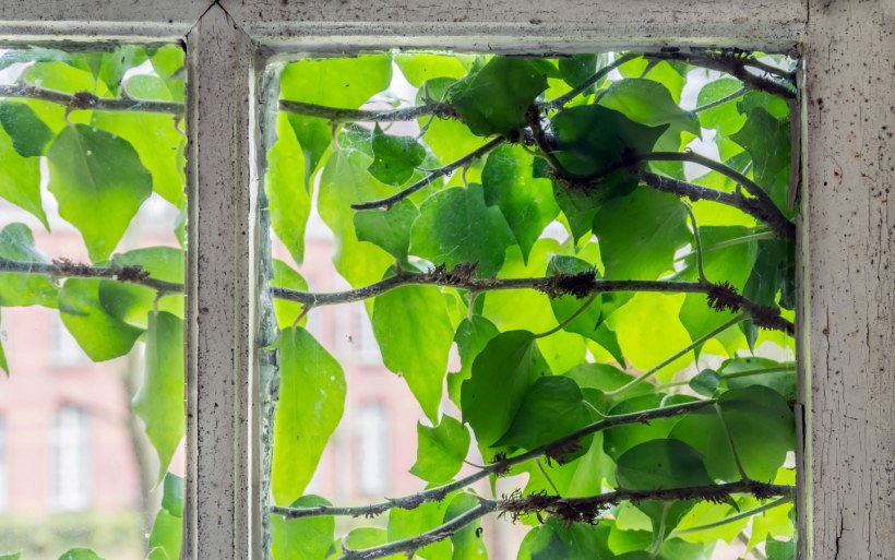 Самарская область, Ставропольский р-н, СНТ зелёная даль