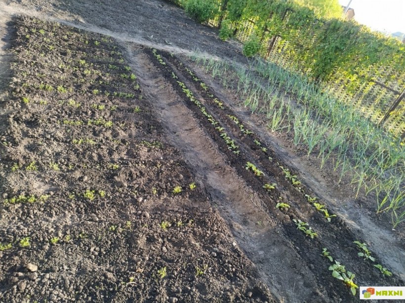 СНТ зеленая даль