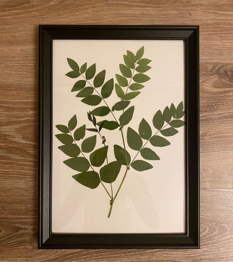 Гербарий в фоторамке