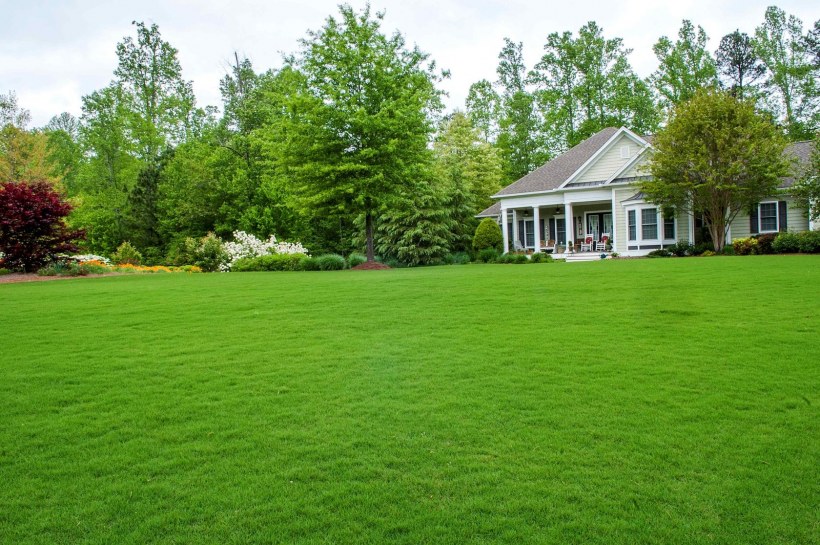 Садово-парковый газон