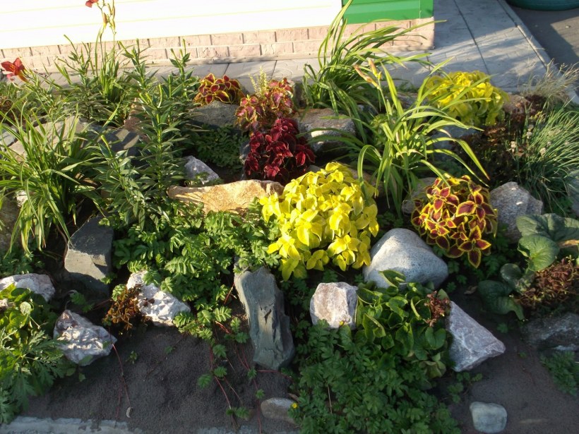 Альпийская горка в палисаднике