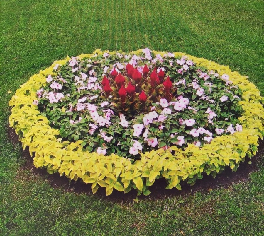 Клумба с цветами