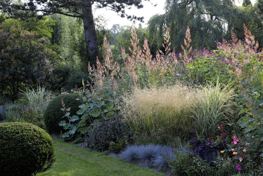 Растения для натургарден