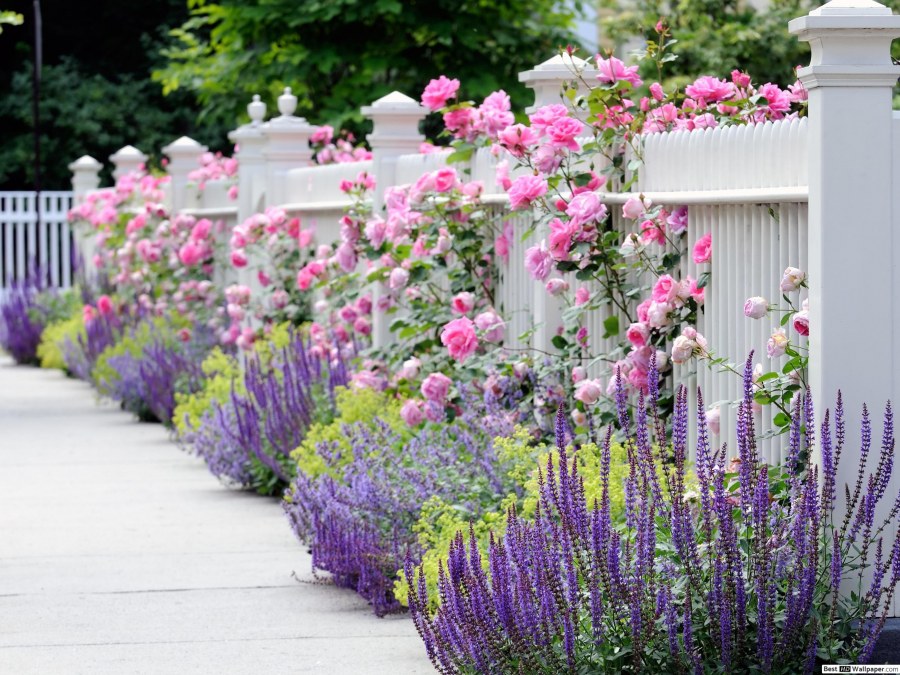Живая изгородь миксбордер