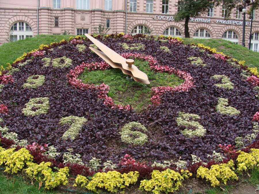 Котовник с розами