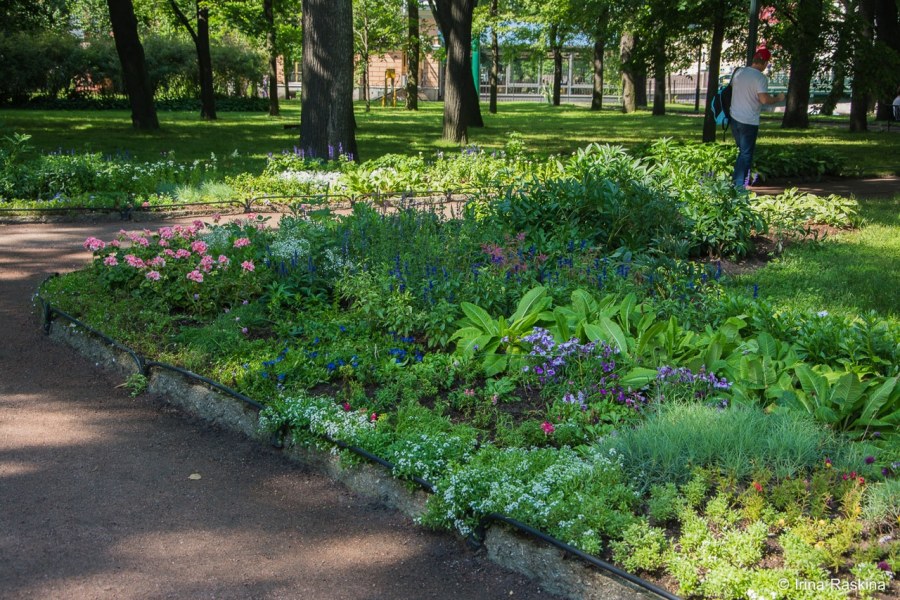 Клумба с гортензией и хостой пионами