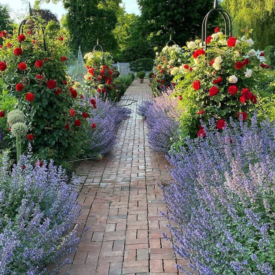 Миксбордер вдоль дорожки