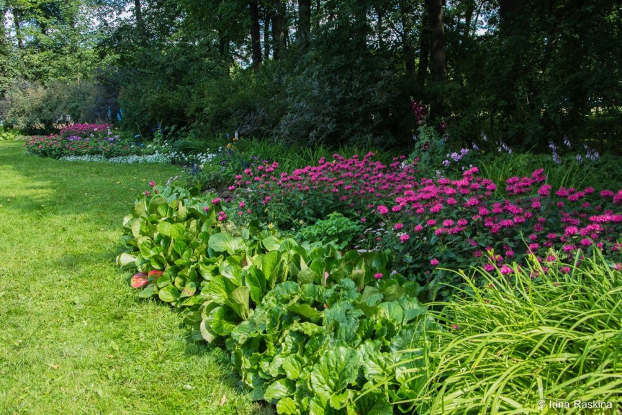 Маргаритки в саду расположение в миксбордере